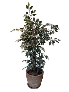 lot 61 image: Artificial Ficus Tree in Decorative Pot