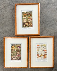lot 112 image: (2) Champignons Comestibles and Champignons Veneneux Prints