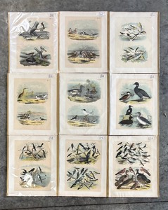 lot 376 image: Collection of 9 Frank Naralle Scollick Bird Lithographs