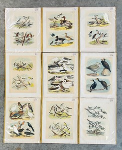 lot 300A image: Set of 9 Antique Bird Lithograph Plates