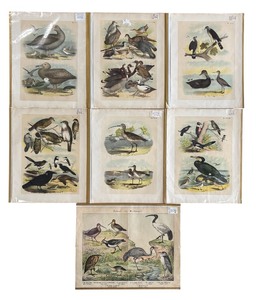lot 92B image: Set of 7 Hand Colored 1800s Antique Bird Prints