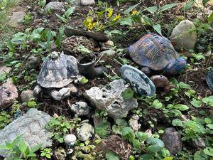 lot 1004 image: Assorted Ceramic Garden Sculptures - Turtles & Frogs
