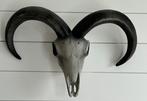 lot 114 image: Ram Skull Wall Mount with Curved Horns