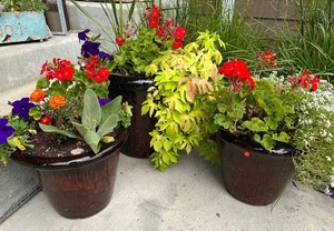 lot 37 image: Set of 3 Large Maroon Ceramic Outdoor Planters