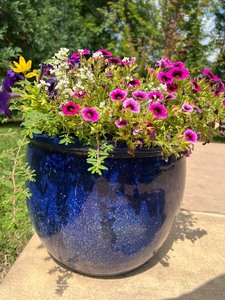 lot 134 image: Blue Ceramic Planter with Mixed Annual Flowers