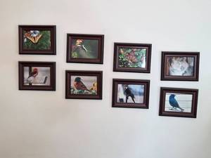 lot 53 image: Collection of Framed Nature Photographs Featuring Birds, Butterflies, and Cat