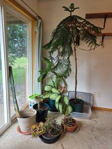 lot 156 image: Collection of 5 Indoor Potted Houseplants Including Cactus, Succulents, and Norfolk Pine