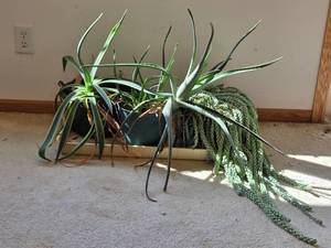 lot 157 image: Collection of Potted Succulent Houseplants Including Aloe and Burros Tail