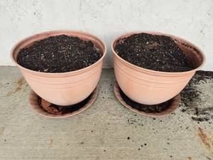 lot 345 image: Pair of Large Terracotta-Style Plastic Plant Pots with Saucers