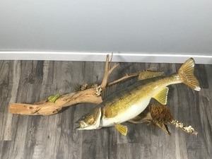 Wall Hanging Walleye Fish Mount on Drift Wood