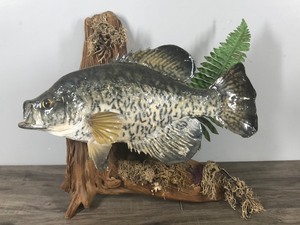 lot 228 image: Wall Hanging Crappie Fish Mount on a Piece of Drift Wood