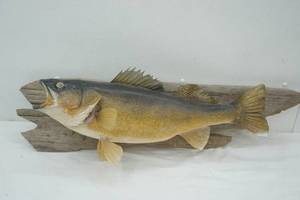 lot 22 image: Walleye Mount 2535