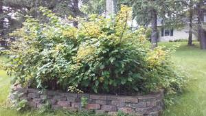 lot 792 image: Cabin Teardown  Raspberry Plants.