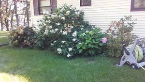 lot 794 image: Cabin Teardown  Hydrangea Bushes (4)