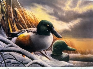 lot 18 image: 1997 Minnesota Duck Stamp Print Shoveler Drake Signed by Kevin Daniel