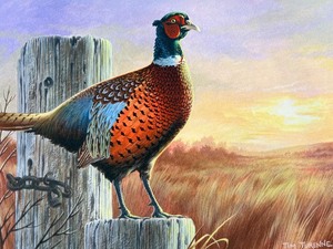 lot 23 image: 2013 Minnesota Pheasant Stamp Print Majestic Morning by Tim Turenne with Certificate