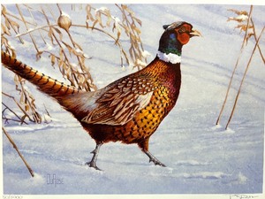 lot 25 image: 2014 Minnesota Pheasant Stamp Print by Edward DuRose with Ring-Necked Pheasant Art, Numbered 505000