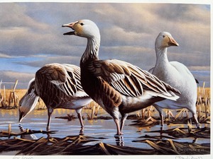 lot 26 image: 1983 Gary W. Moss Signed Blue Geese and Snow Goose Print with Matching Minnesota Migratory Waterfowl Stamp