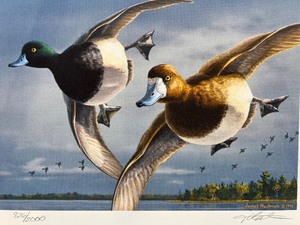 lot 27 image: 1996 Minnesota Duck Stamp Print Greater Scaup by James Hautman Signed Limited Edition