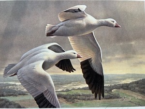 lot 32 image: 1991 Minnesota Duck Stamp Print and Stamp - Ross Geese by Daniel Smith, Limited Edition Signed