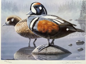 lot 44 image: 1998 Minnesota Duck Stamp Print by Tom Moen - Harlequin Ducks Limited Edition 8262000