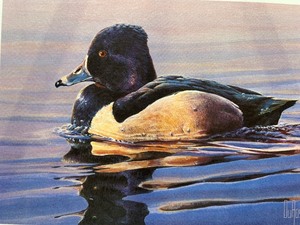 lot 49 image: 1994 Minnesota Duck Stamp Print Ring-Necked Duck by Ed Durose Signed LE 8262000