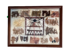 lot 188 image: Framed Display of Labeled Dried Plant Specimens