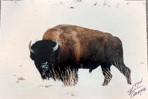 lot 79 image: Bill Groethe Signed 1994 Bison Photograph
