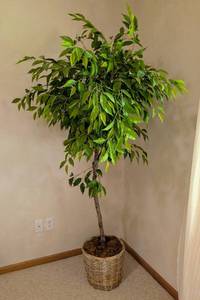lot 49 image: Potted Faux Ficus Tree