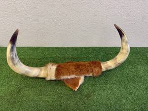 lot 17 image: Mounted Horns