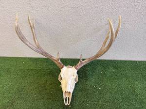 lot 129 image: Antlers