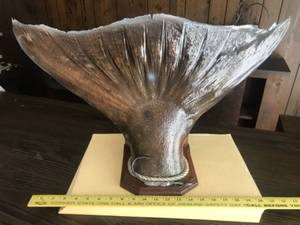 lot 300 image: Mounted Fish Tail Taxidermy Display on Wood Base