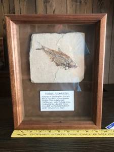lot 339 image: Framed Fossil Stone Fish Specimen from Wyoming