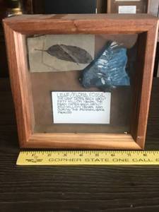 lot 340 image: Framed Leaf and Flora Fossil Display in Wood Shadow Box
