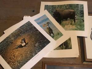 lot 410 image: Collection of Framed and Unframed Wildlife Art Prints