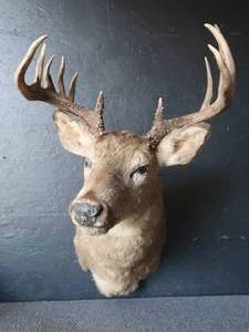 lot 2 image: DEER MOUNT
