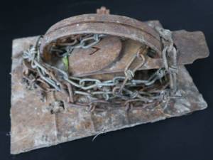 lot 25 image: JUMP TRAP WITH TEETH