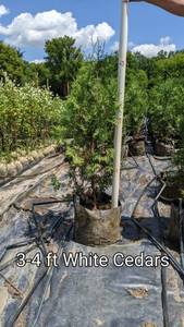 lot 134 image: White Cedar 3 - 4