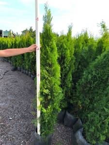 Emerald Green Arborvitae - 5' - 6'