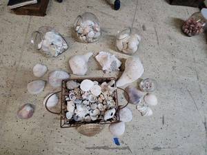 lot 49 image: Large Collection of Mixed Sea Shells with Glass Jars and Basket