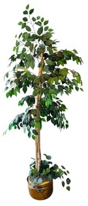 lot 56 image: Beautiful Ficus Faux Indoor Tree