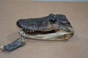 lot 96 image: Louisiana 7 Alligator Head & Foot on Key Chain
