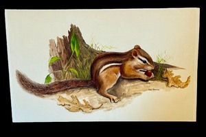lot 18B image: Original Chipmunk Drawing by Geri Arnold, 19 x 11 Inch Unframed