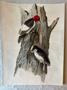 lot 21B image: Original  Watercolor Bird Artwork by Geri Arnold