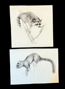 lot 141 image: Set of 2 Geri Arnold Original Wildlife Drawings Raccoon and Squirrel
