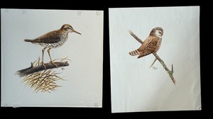 lot 149 image: Set of 2 Original Geri Arnold Bird Drawings, Unframed