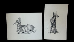 lot 151 image: Set of 2 Geri Arnold Original Deer Drawings