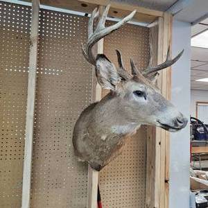10 Pt Buck Mount from South Western Minnesota