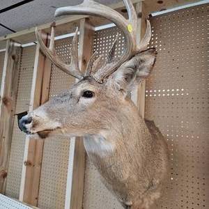 lot 8 image: 10 Pt Buck Mount from South Western Minnesota