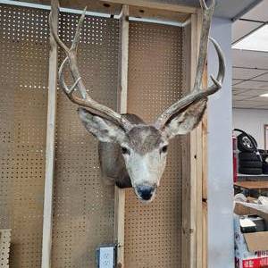 lot 10 image: 8 Pt Buck Mount from South Western Minnesota